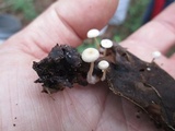 Collybia cirrhata image