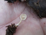 Collybia cirrhata image