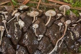 Baeospora myosura image