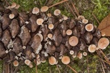 Baeospora myosura image