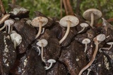 Baeospora myosura image
