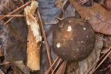 Xanthoconium affine image