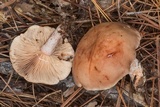Lactarius imperceptus image