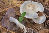Cortinarius alboviolaceus image