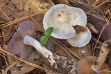 Cortinarius alboviolaceus image