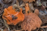Lactarius peckii image