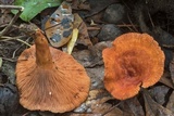 Lactarius peckii image
