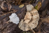 Microporellus obovatus image