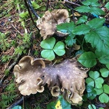 Gomphus clavatus image
