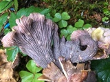 Gomphus clavatus image