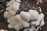 Oxyporus latemarginatus image