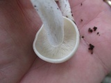 Hypsizygus marmoreus image