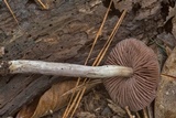 Cortinarius iodes image
