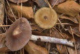 Cortinarius iodes image