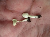 Leucocoprinus cepistipes image