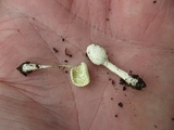 Leucocoprinus cepistipes image