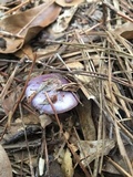 Cortinarius iodes image