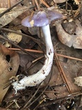 Cortinarius iodes image