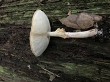 Echinoderma asperum image