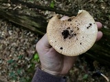 Echinoderma asperum image