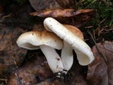 Hygrophorus roseobrunneus image