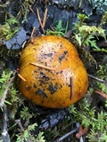 Tricholoma focale image