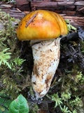 Tricholoma focale image