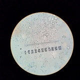 Amanita sect. Vaginatae image