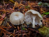 Clitocybe fragrans image
