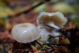 Clitocybe fragrans image