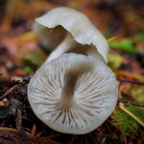 Clitocybe fragrans image