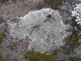 Lecanora campestris image