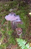Laccaria amethystina image