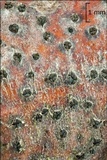 Eutypella quaternata image