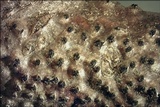 Eutypella quaternata image