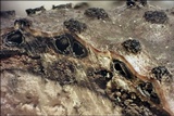 Eutypella quaternata image