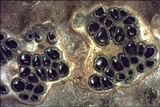 Eutypella quaternata image