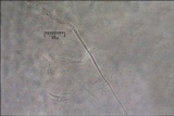 Eutypella quaternata image