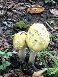 Amanita velatipes image