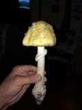 Amanita velatipes image