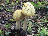 Amanita velatipes image