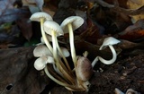 Mycena inclinata image