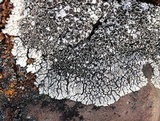 Lobothallia alphoplaca image