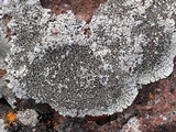Lobothallia alphoplaca image
