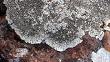 Lobothallia alphoplaca image