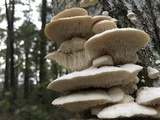 Sarcodontia pachyodon image