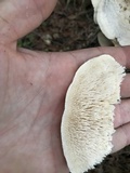 Sarcodontia pachyodon image