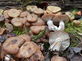 Armillaria gallica image