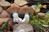 Armillaria gallica image
