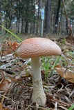 Amanita persicina image